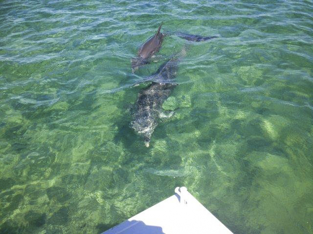 New.Dolphin_1